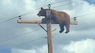 INSOLITE – Un ours coincé en haut d’un poteau électrique